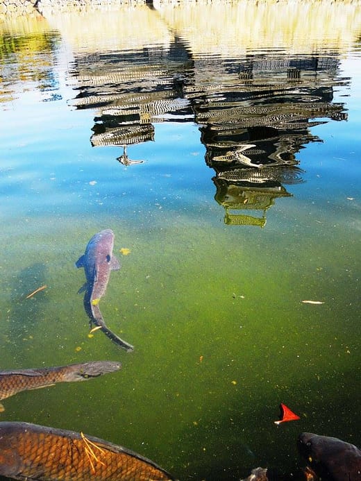 Reflex del Castell Negre de Matsumoto sobre l’aigua tranquil·la del fossat, amb un peix nedant just sota la superfície.