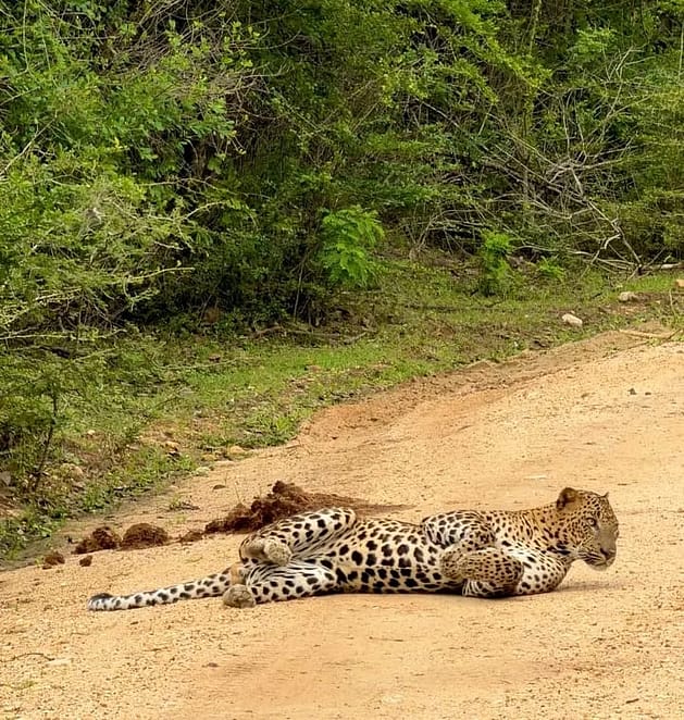 Tigre vist en un safari a Sri Lanka en plena natura
