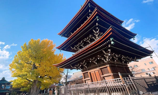 Temple Hida Kokubunji amb el gran arbre ginkgo al pati, a Takayama