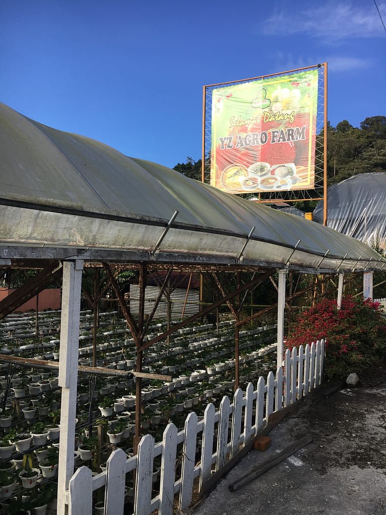 Granja de maduixes a Cameron Highlands amb hivernacles i visitants recollint fruita