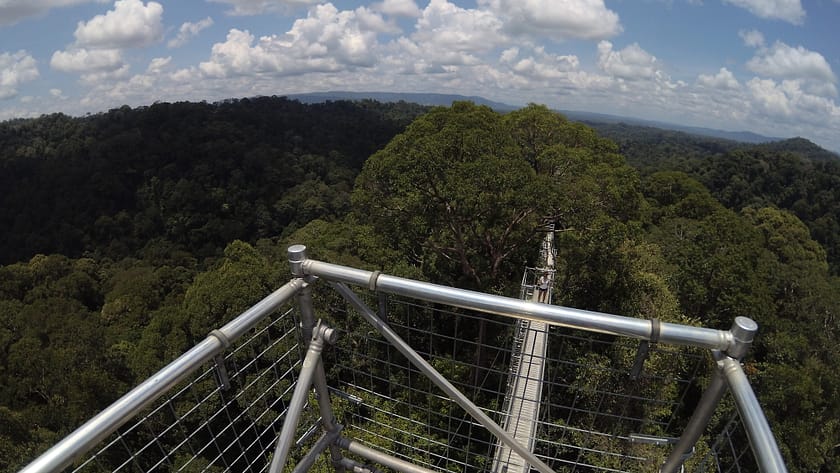 Vista des del Canopy Walkway del Parc Nacional Ulu Temburong amb l’horitzó selvàtic al fons