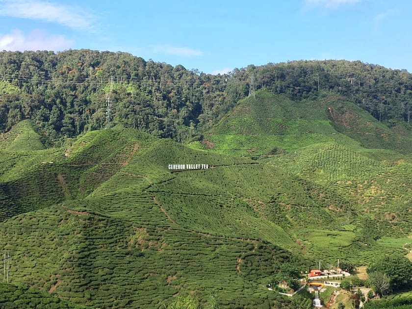 Plantació Bharat Tea amb vistes a les muntanyes verdes de Cameron Highlands