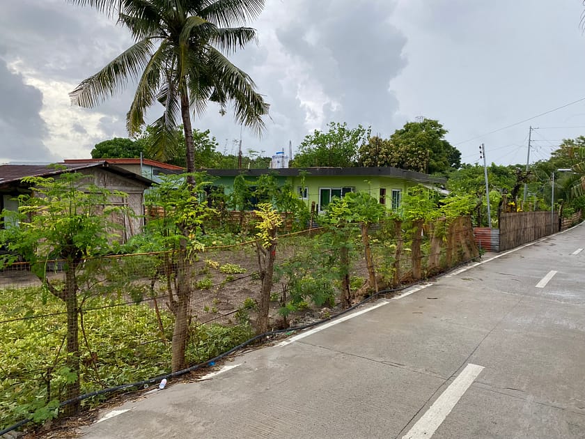 Camí de terra entre vegetació tropical a Malapascua
