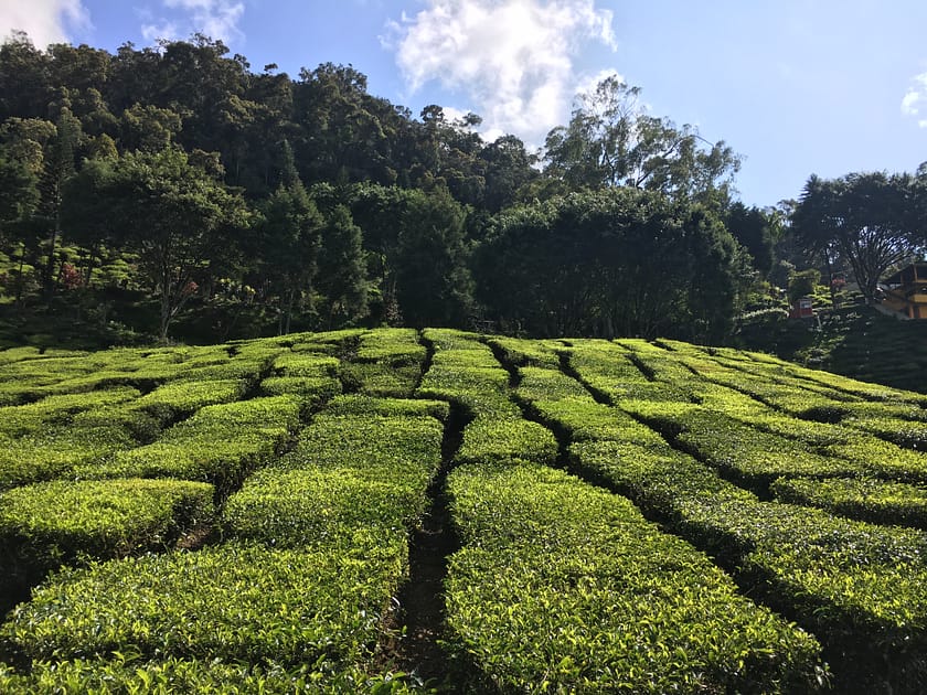 Fulles de te vistes de prop als camps de Cameron Highlands