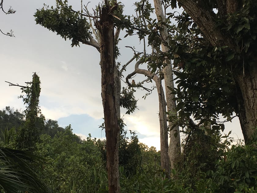 Micos probòscids observats durant el safari fluvial a Bandar Seri Begawan