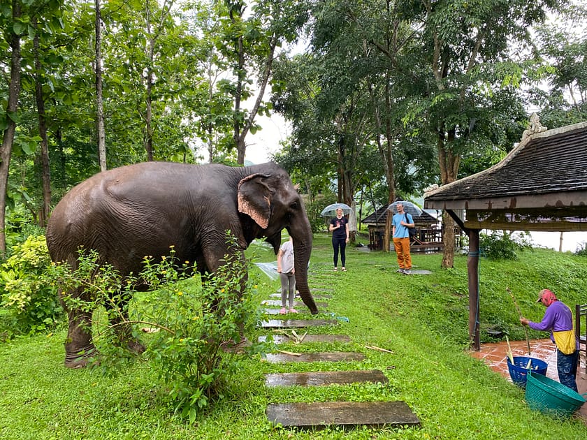 Elefant en llibertat en un camp verd prop de Luang Prabang, una experiència ètica i natural per descobrir què fer a Luang Prabang