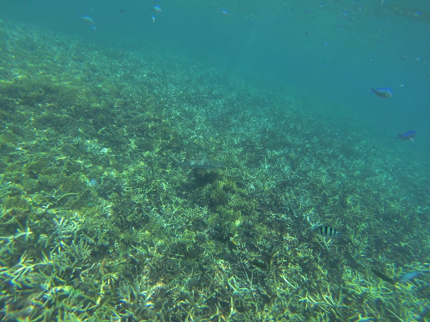 Viatger fent snorkel entre taurons puntes negres en aigües cristal·lines a Perhentian Kecil