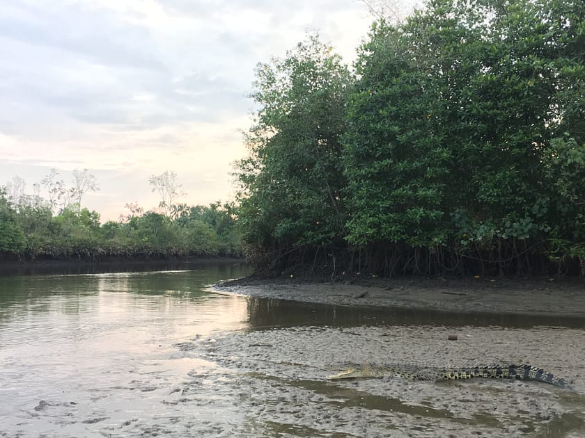 Cocodril entre els manglars durant el safari fluvial a Bandar Seri Begawan
