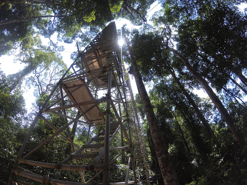 Vista del Canopy Walkway des de la base de la selva al Parc Nacional Ulu Temburong