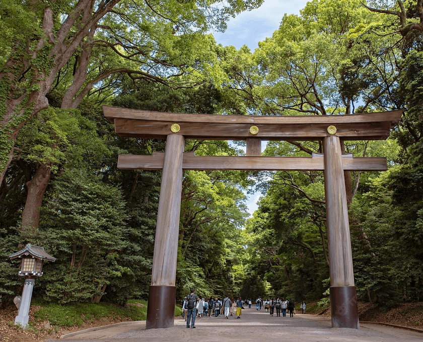 Gran torii de fusta del santuari Meiji Jingu envoltat pel bosc.