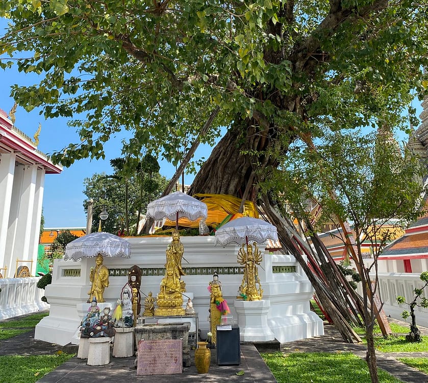 Arbre sagrat amb figures de Buda al temple Wat Saket en un dia a Bangkok